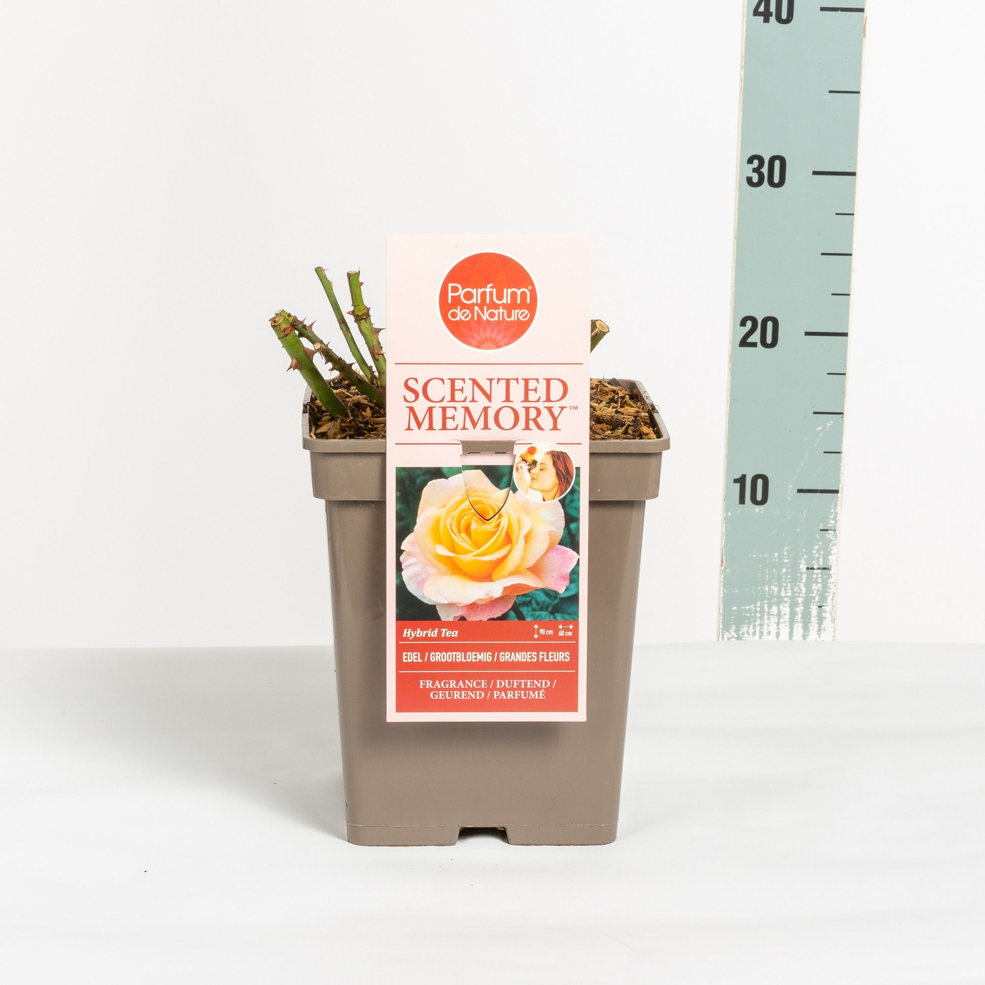Rosa Scented Memory ® 'Parfum de Nature'