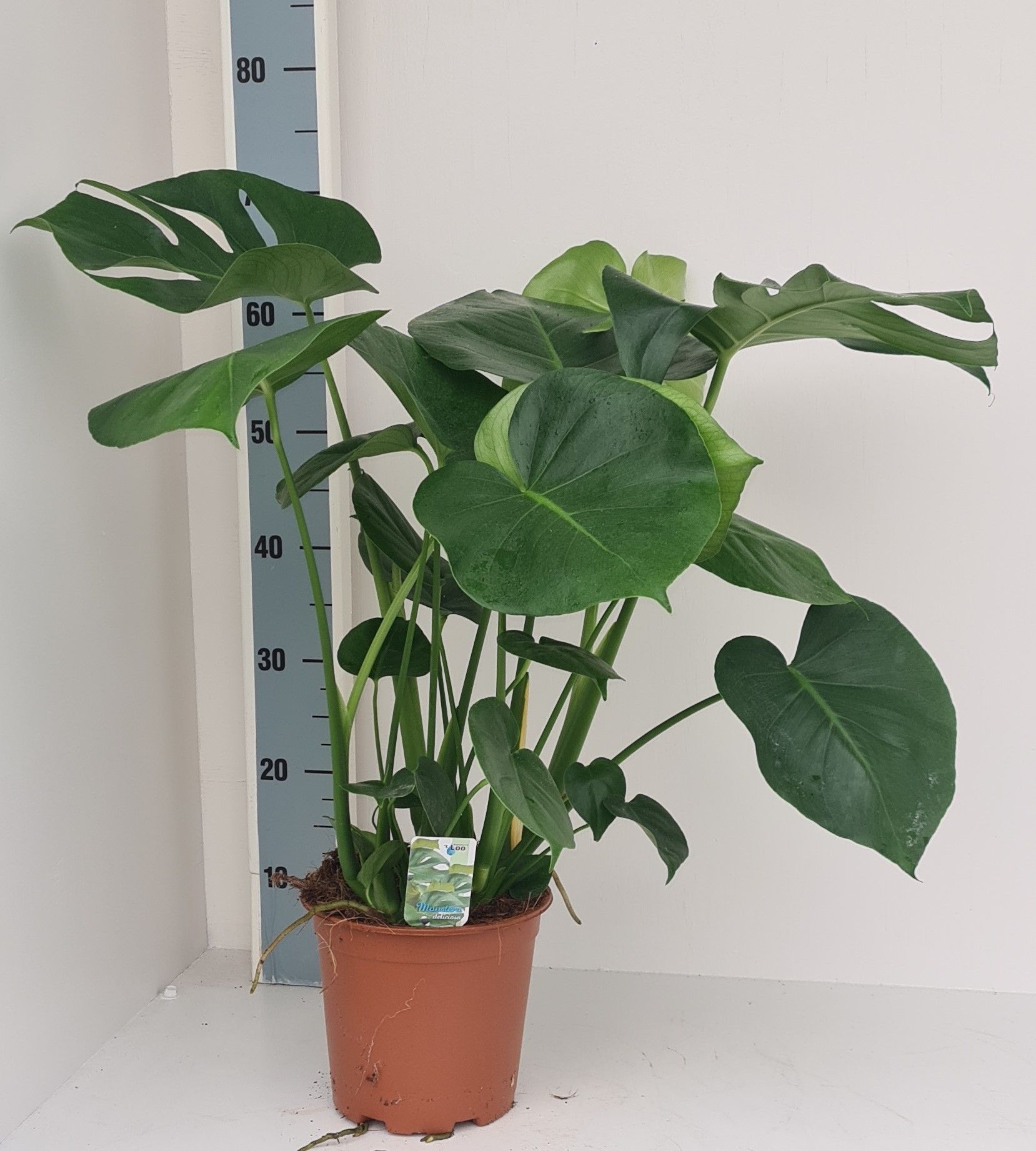 Monstera deliciosa Bush | Gardenline