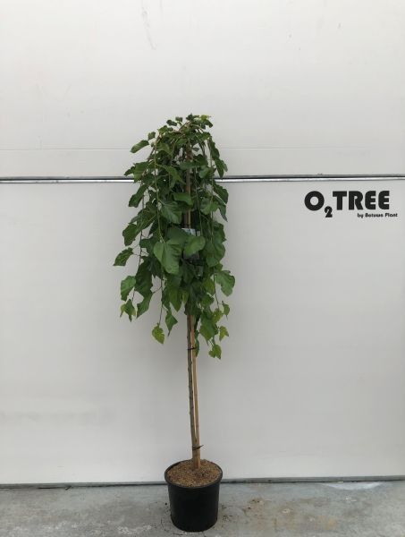 Morus alba 'Pendula' stam