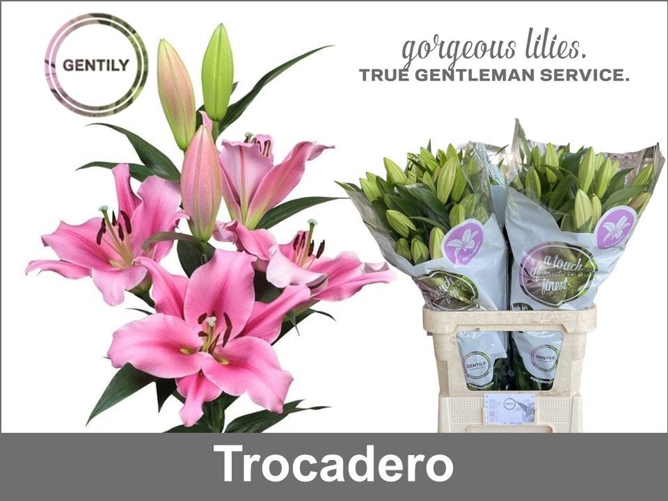 Li Ot Trocadero